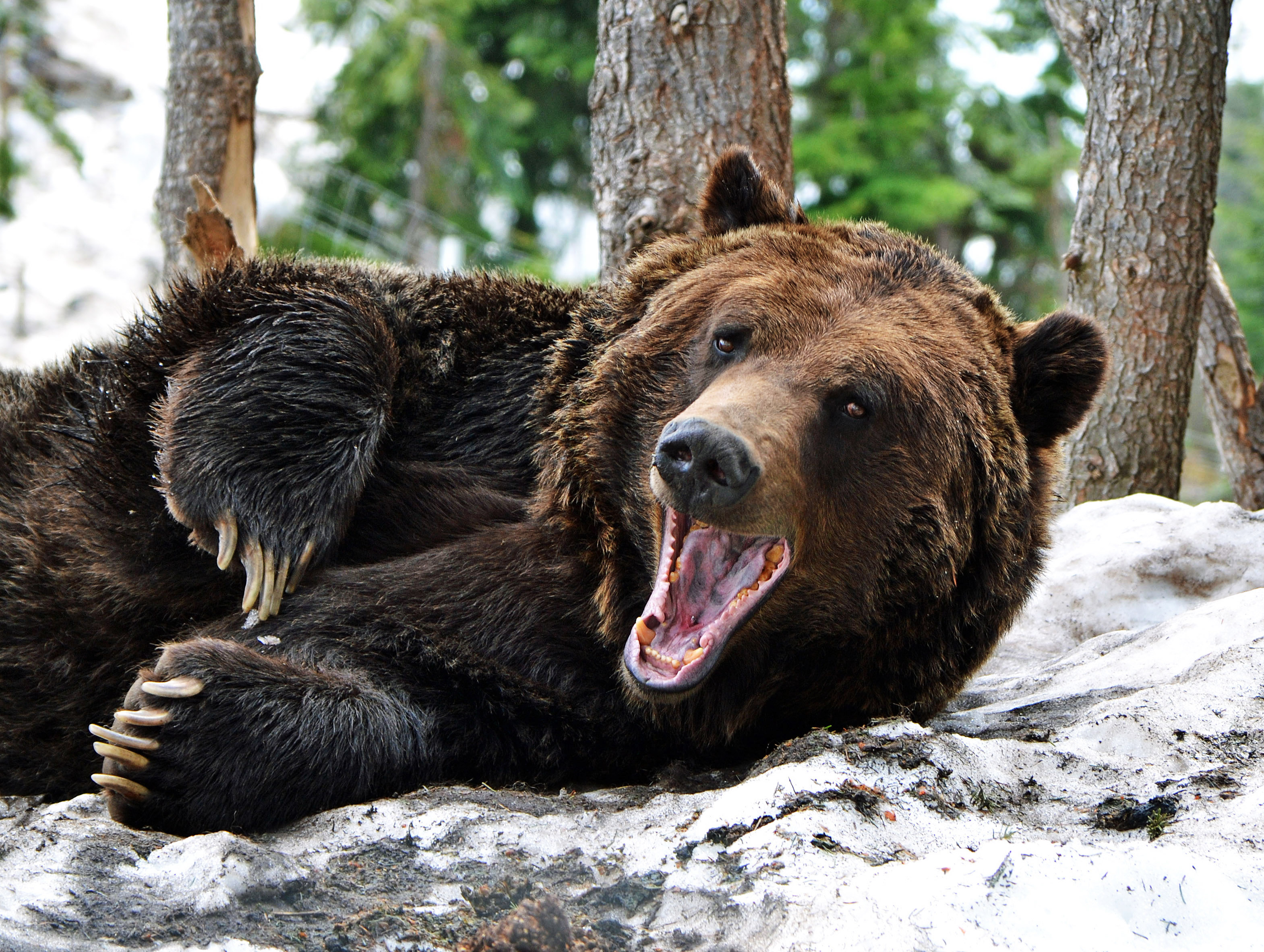 Жизнь про медведя. Гризли североамериканский бурый медведь. Канадский медведь Гризли. Медведь Гризли в Канаде. Апеннинский бурый медведь.