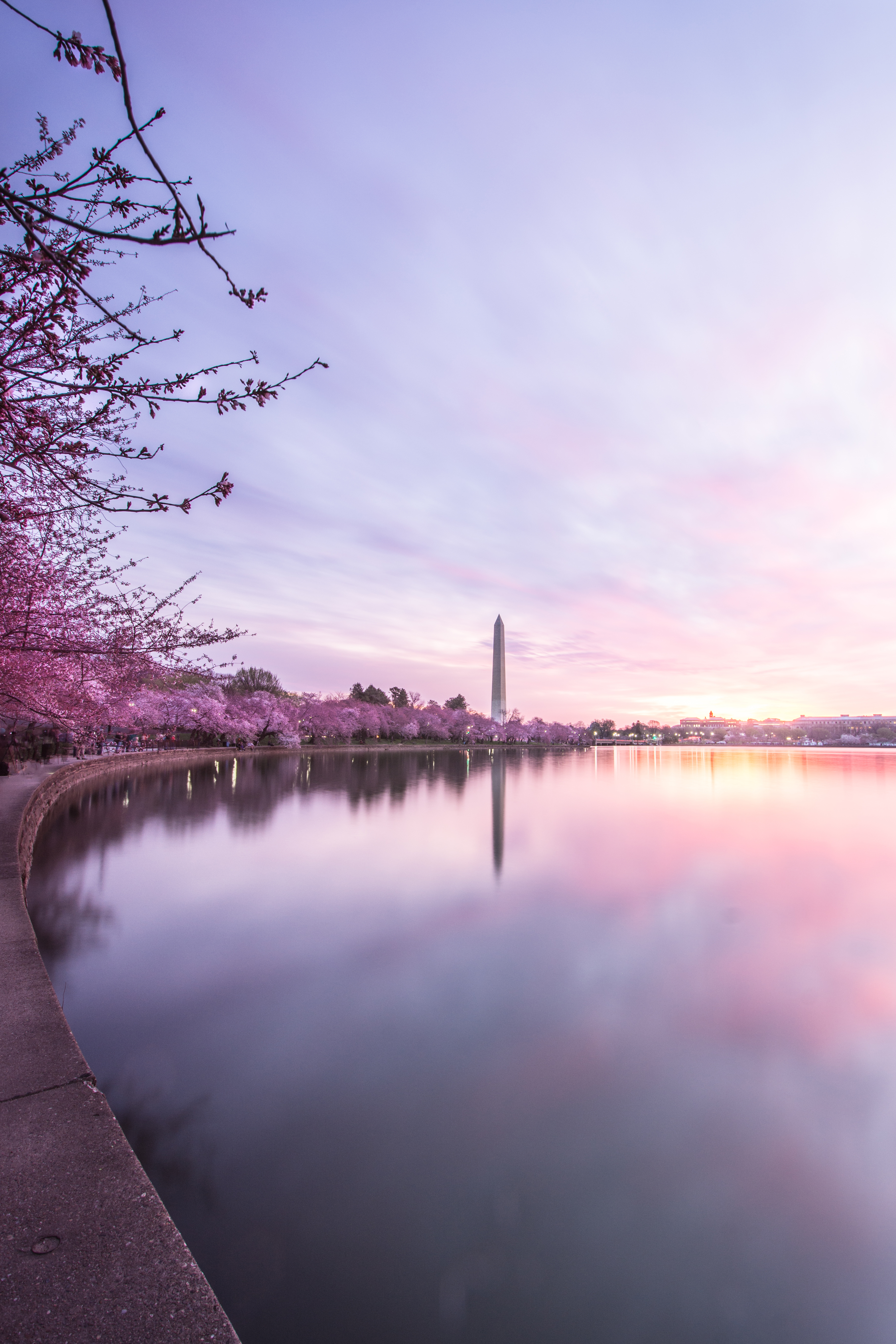 Ms. Cherry Blossoms