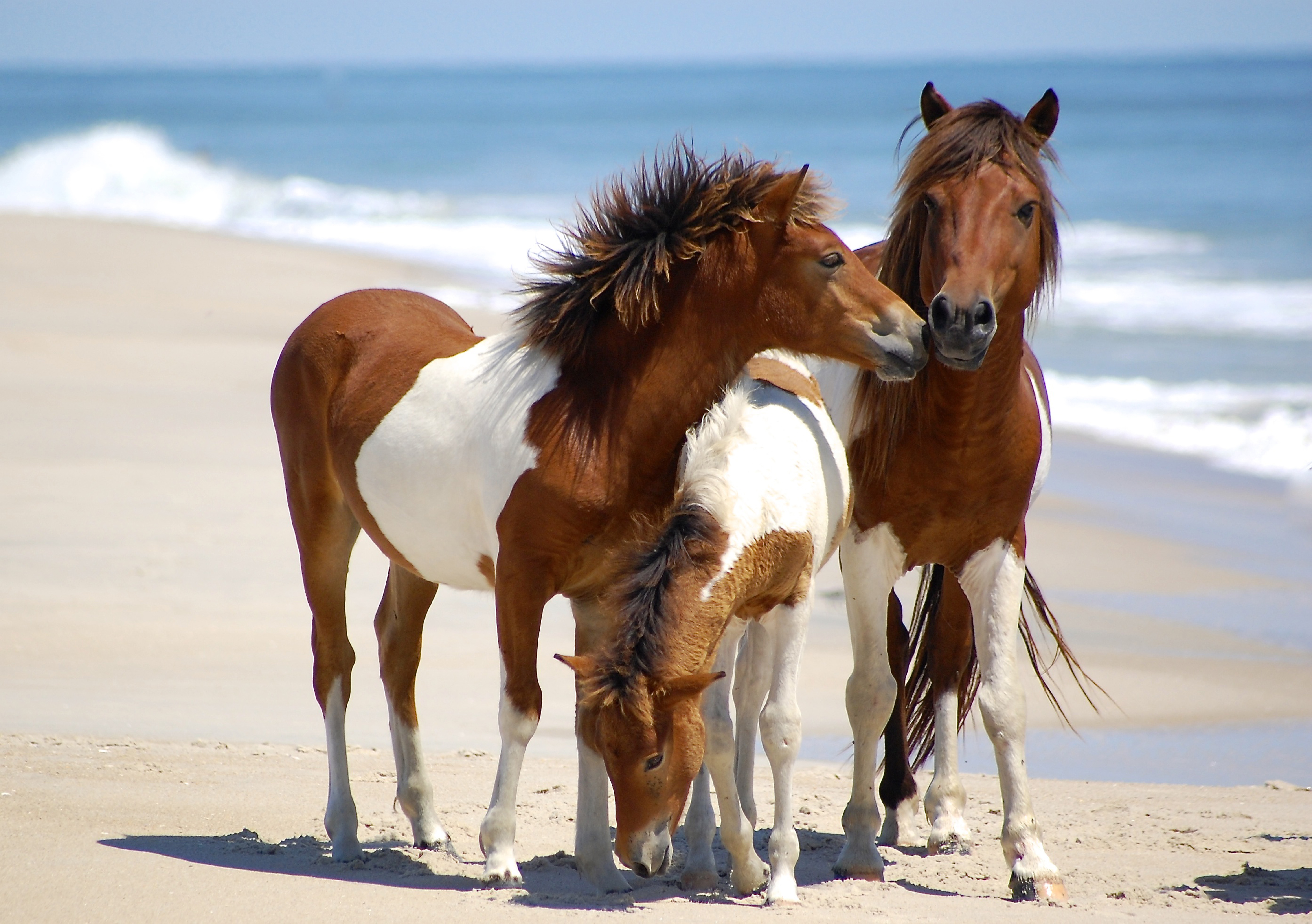 Лошадки лошадки л. Лошади. Семья лошадей. Две лошади. Семья лошадей с жеребенком.