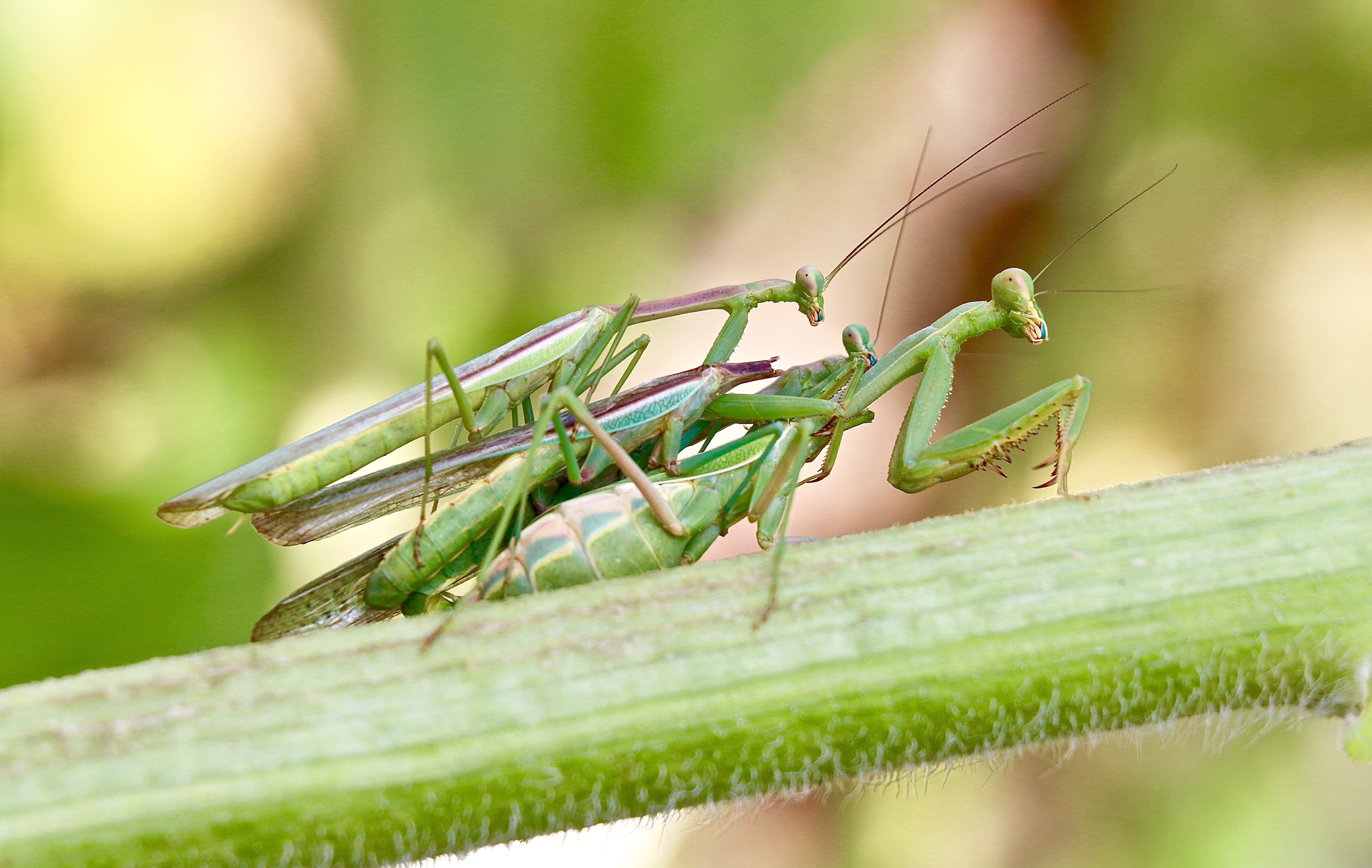 Mantis Eats Nipple