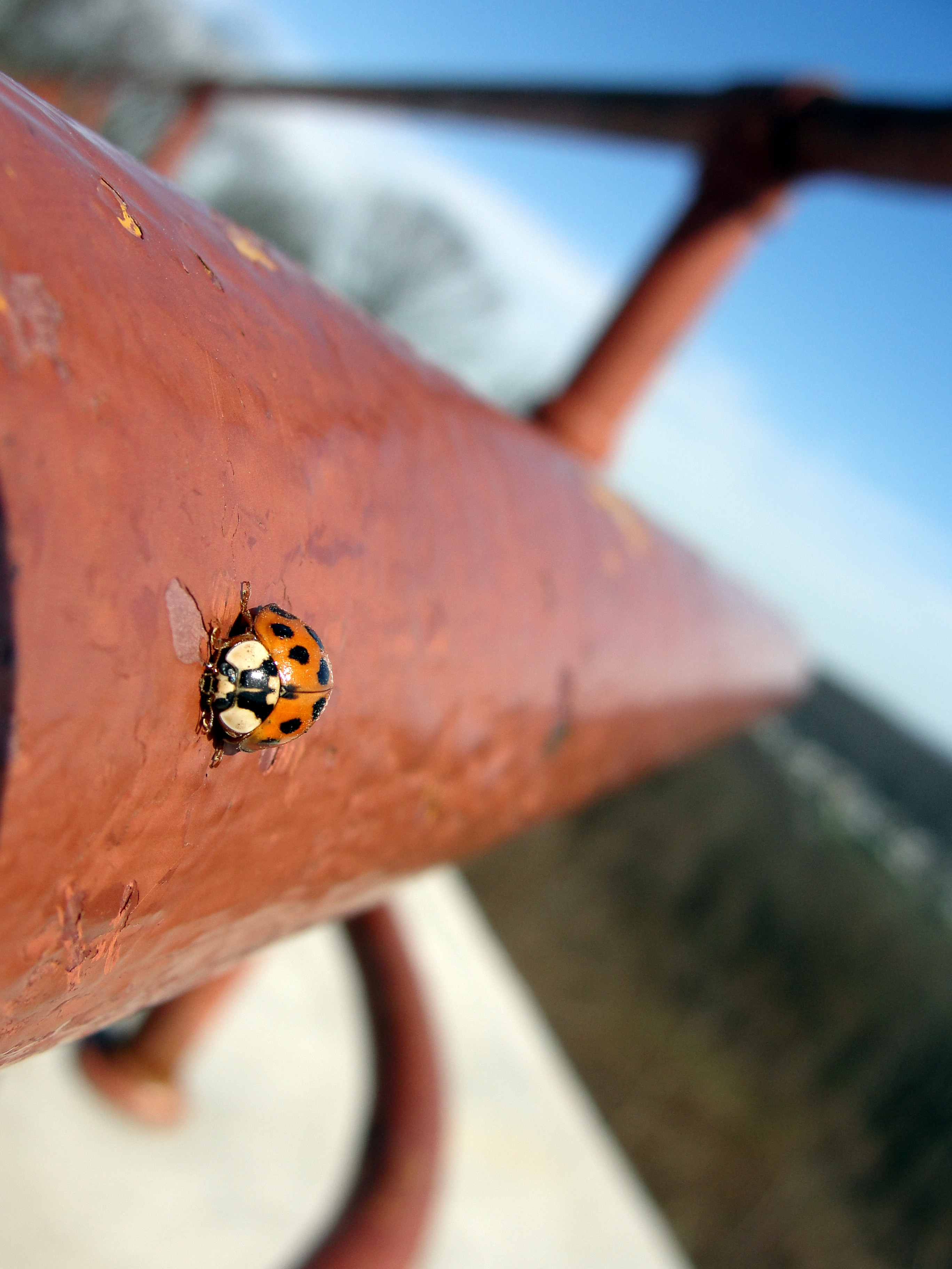 Coccinelle su corrimano in stazione metropolitana