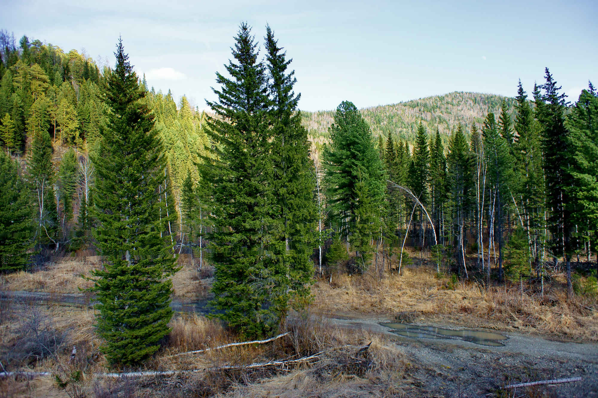 Преобладание хвойной растительности. Ель Сибирская Picea obovata. Лиственница европейская хвоинки. Лес пихта кедр. Тайга кедр, пихта.