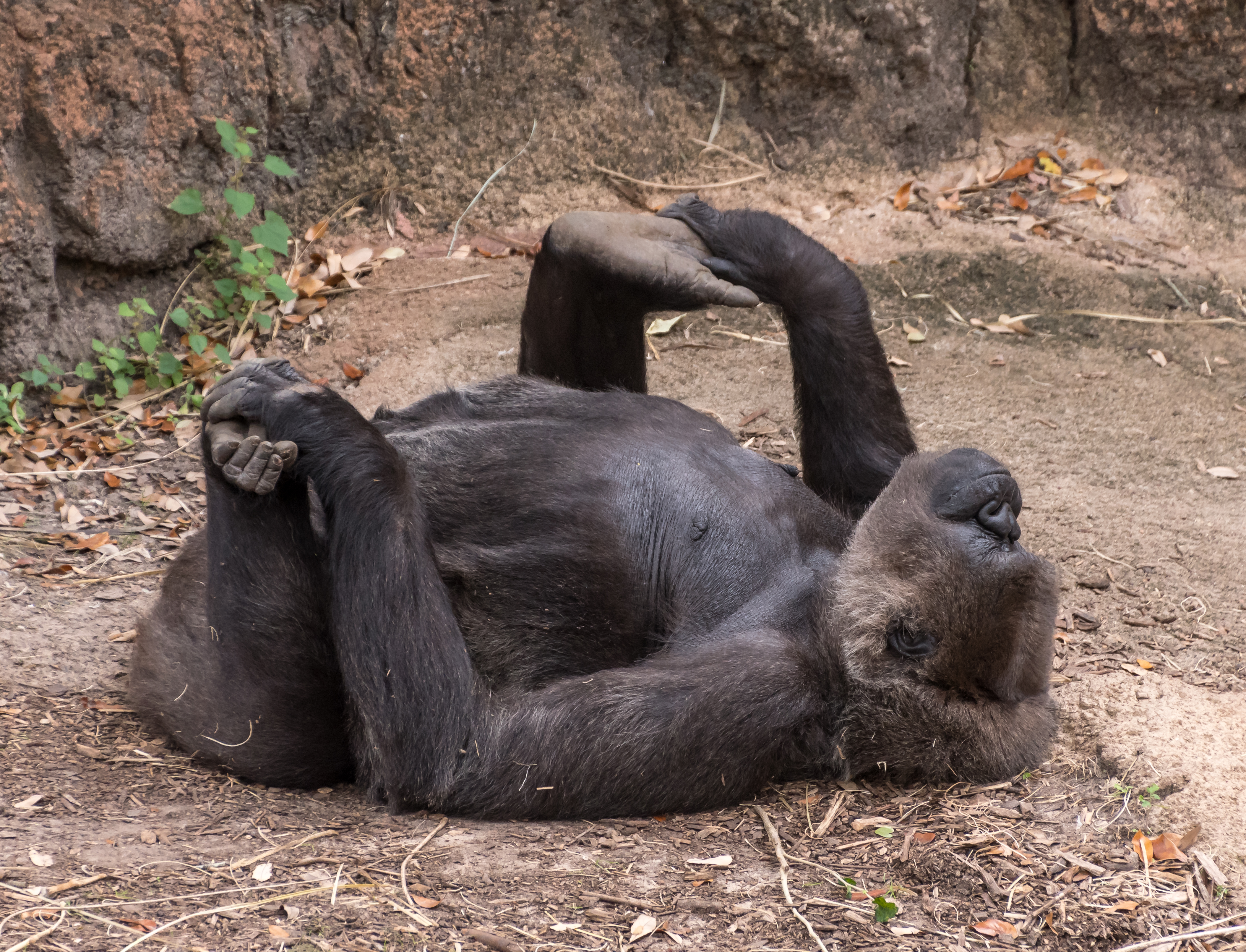 Половые органы гориллы