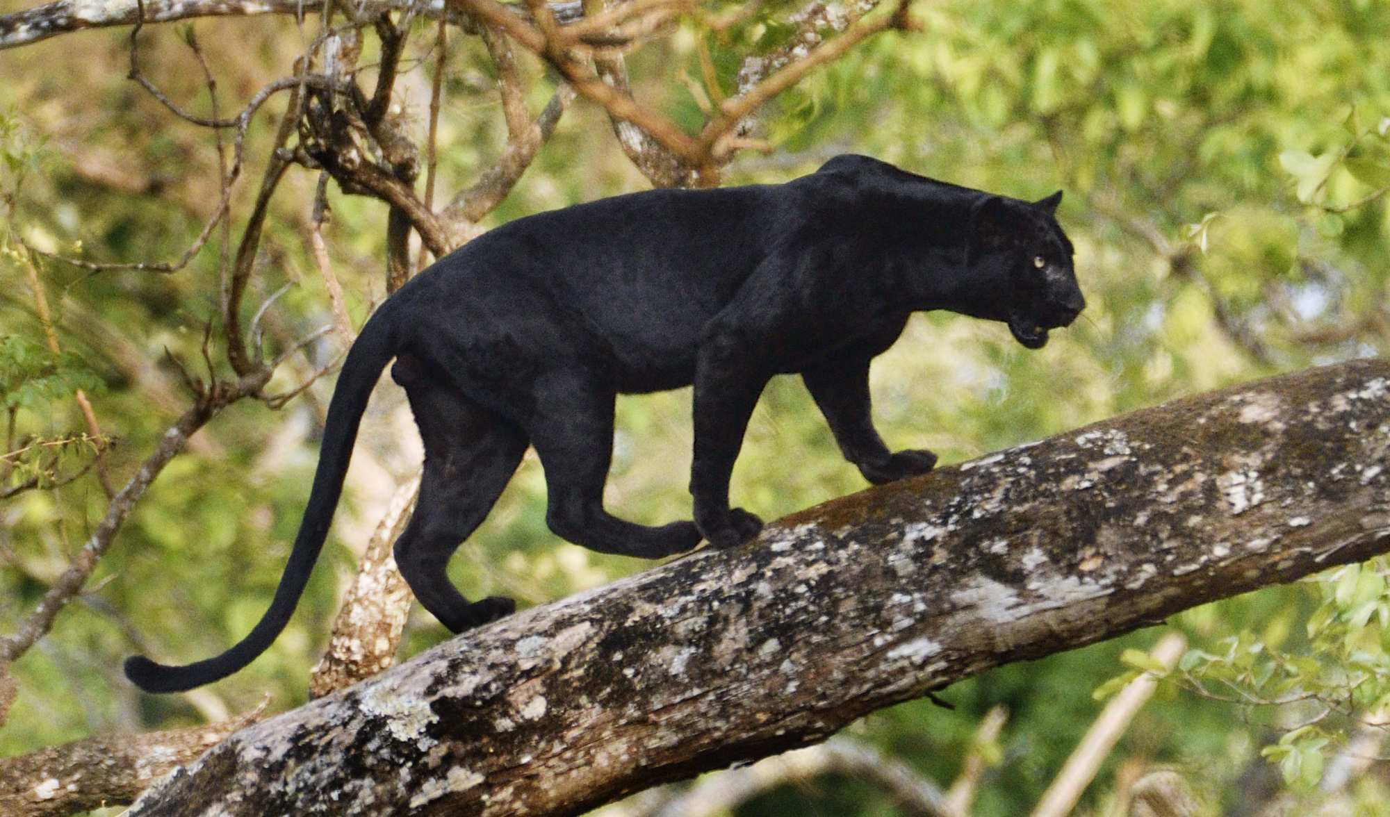 Черный леопард фото животного